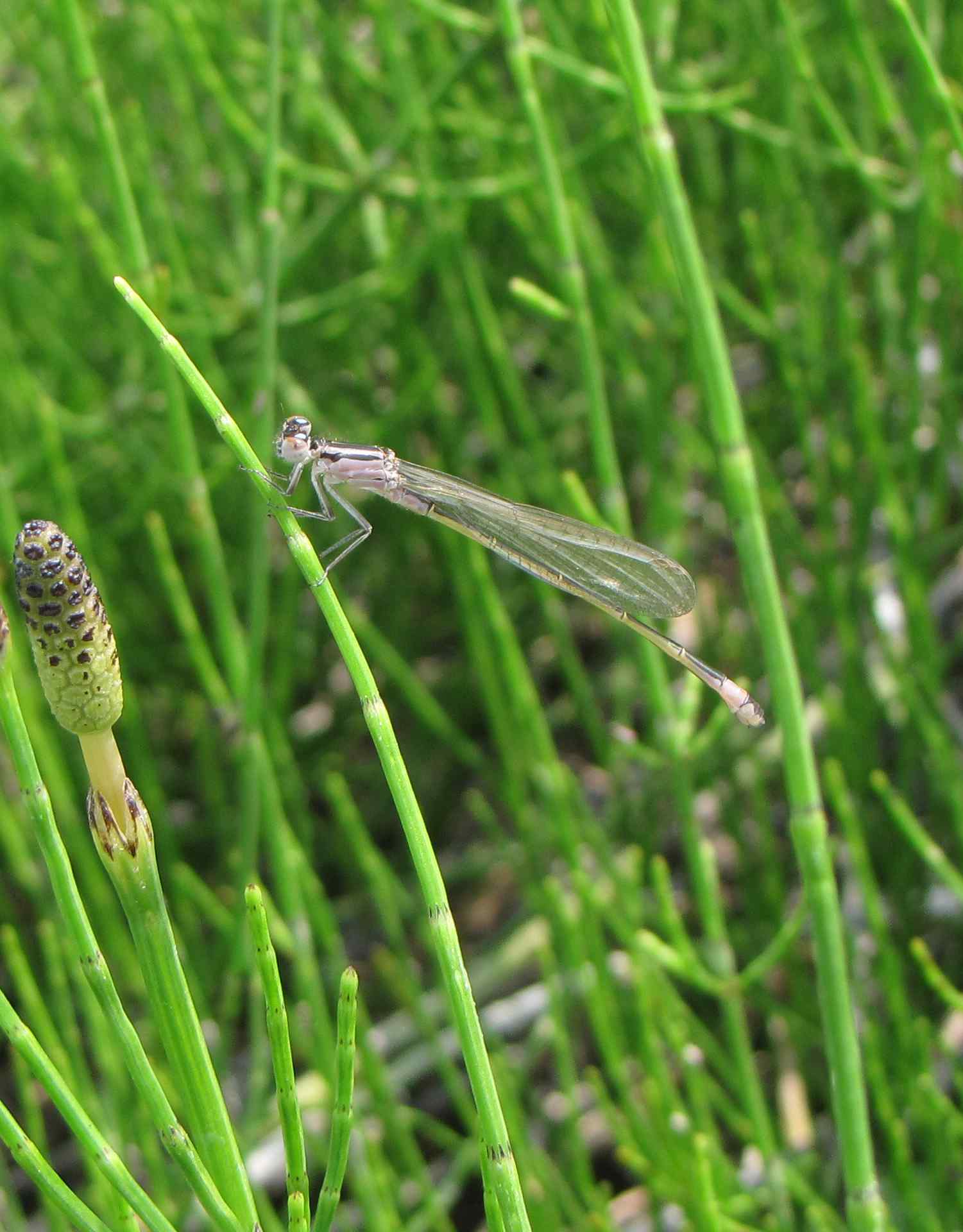 libellula3